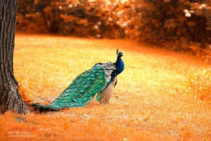 四川男篮力挽狂澜，关键时刻发挥实力稳操胜券